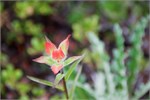 417-02-JasperWildlife