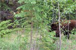 424-19-JasperWildlife
