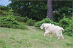 428-25-JasperWildlife