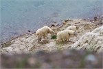429-29-JasperWildlife