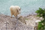 431-33-JasperWildlife