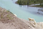 434-40-JasperWildlife