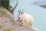438-47-JasperWildlife