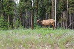 441-54-JasperWildlife