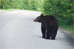 445-58-JasperWildlife
