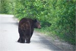446-60-JasperWildlife