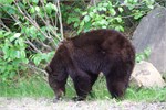447-62-JasperWildlife