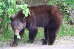 448-64-JasperWildlife