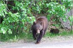 451-69-JasperWildlife