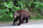 452-70-JasperWildlife