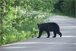 459-85-JasperWildlife