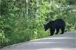 460-87-JasperWildlife