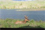 461-88-JasperWildlife