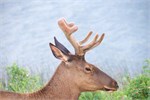 462-91-JasperWildlife