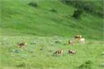 464-17-SouthernAlberta