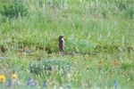 467-04-WatertonGlacier