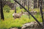477-40-GoingToTheSunRoad
