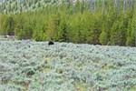 481-04-Yellowstone1stDay