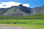 483-01-YellowstoneAnimals