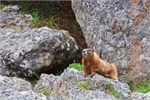 487-06-YellowstoneAnimals
