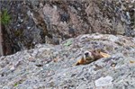488-07-YellowstoneAnimals