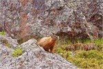 490-09-YellowstoneAnimals