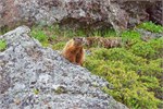 491-34-Yellowstone1stDay