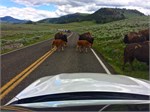 495-12-YellowstoneAnimals