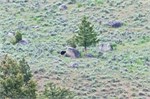 498-30-Yellowstone1stDay