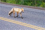 499-14-YellowstoneAnimals