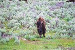 501-18-YellowstoneAnimals