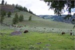 502-19-YellowstoneAnimals