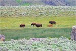 503-20-YellowstoneAnimals