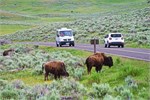 504-21-YellowstoneAnimals