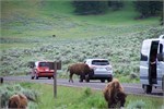 506-31-Yellowstone1stDay