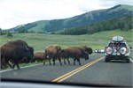 507-22-YellowstoneAnimals