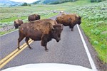 508-23-YellowstoneAnimals