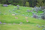 511-25-YellowstoneAnimals
