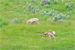 512-51-Yellowstone1stDay
