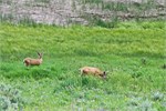 515-26-YellowstoneAnimals