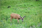 517-28-YellowstoneAnimals