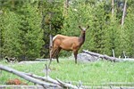 519-50-Yellowstone1stDay