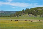 521-04-YellowstoneDay2