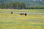 522-05-YellowstoneDay2