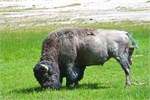 524-10-YellowstoneDay2