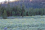 526-05-GrizzlyGrandTeton
