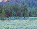 528-06-GrizzlyGrandTeton
