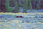 529-07-GrizzlyGrandTeton
