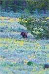 532-10-GrizzlyGrandTeton