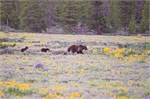 533-11-GrizzlyGrandTeton